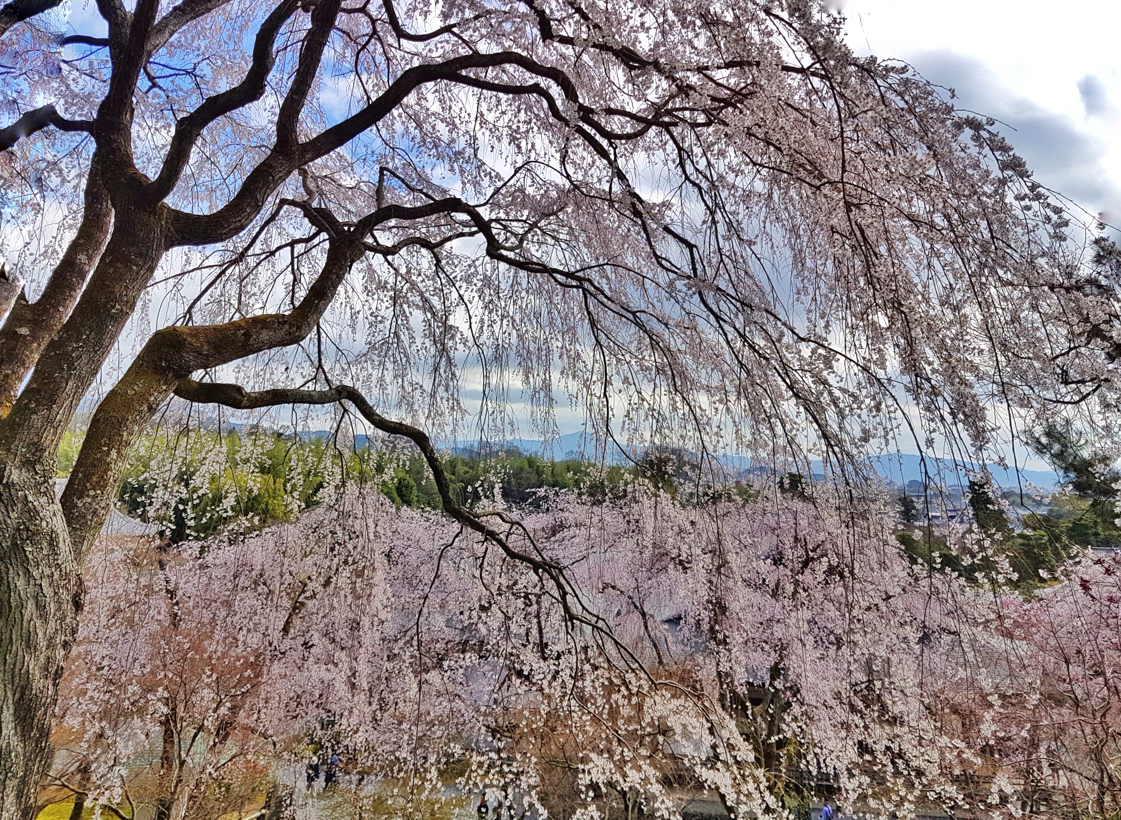 20160402_092345-01[1]