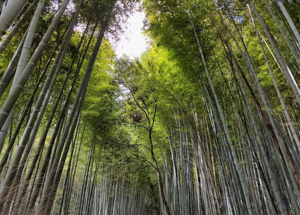 Arashiyama Bamboo Grove: A Walk Through Another World
