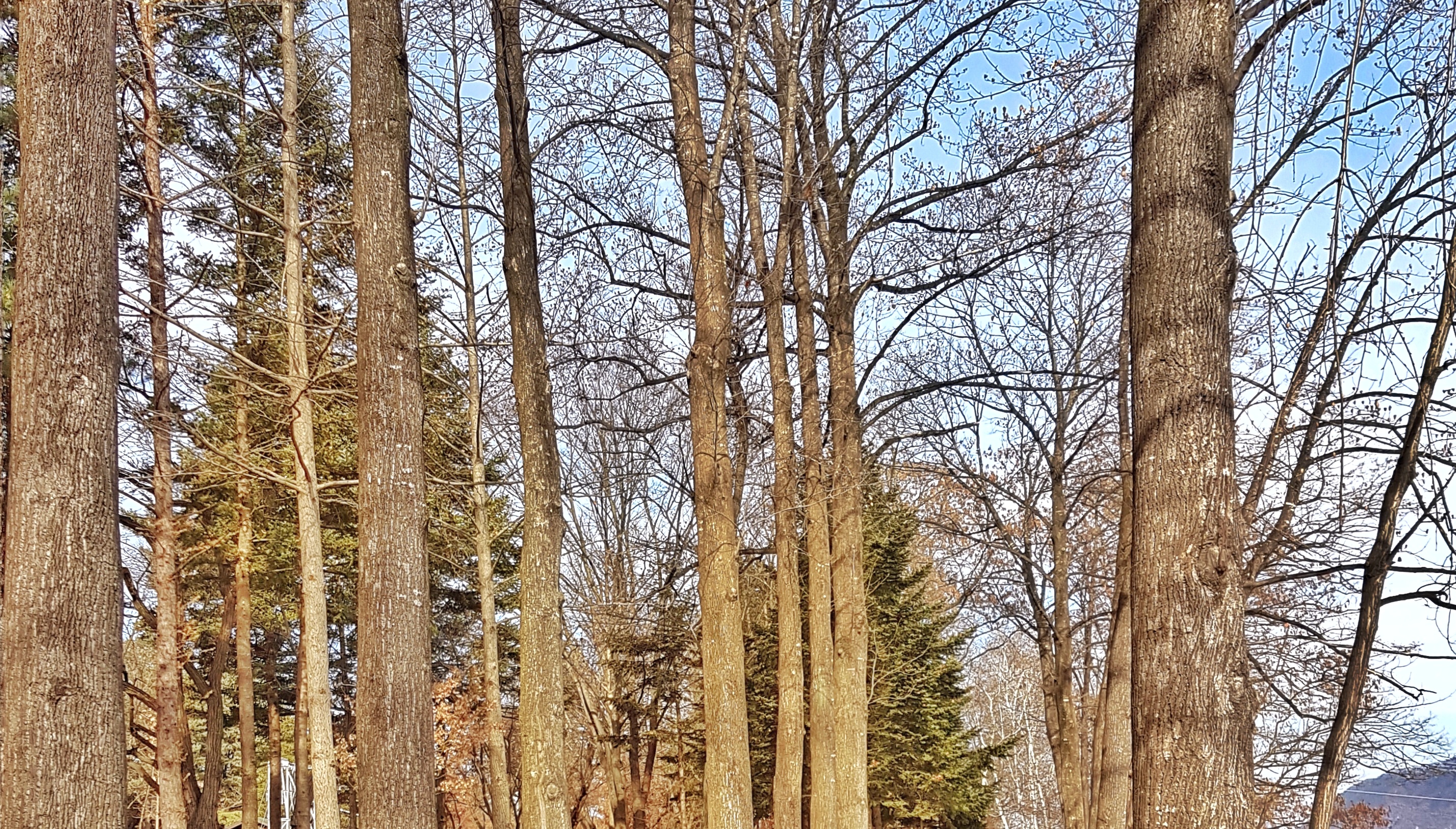 20161123_113753-01-021