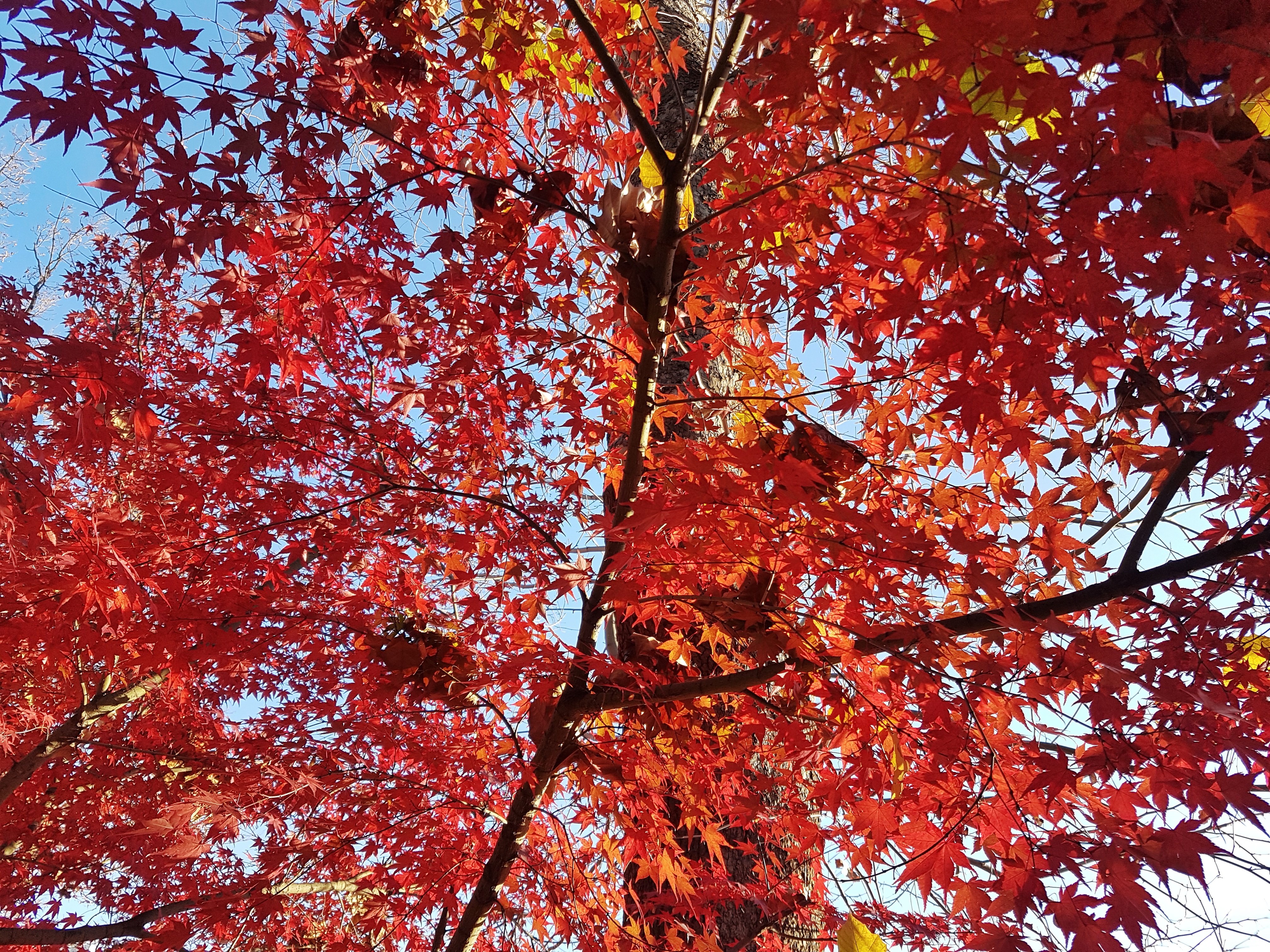 20161124_152741-011