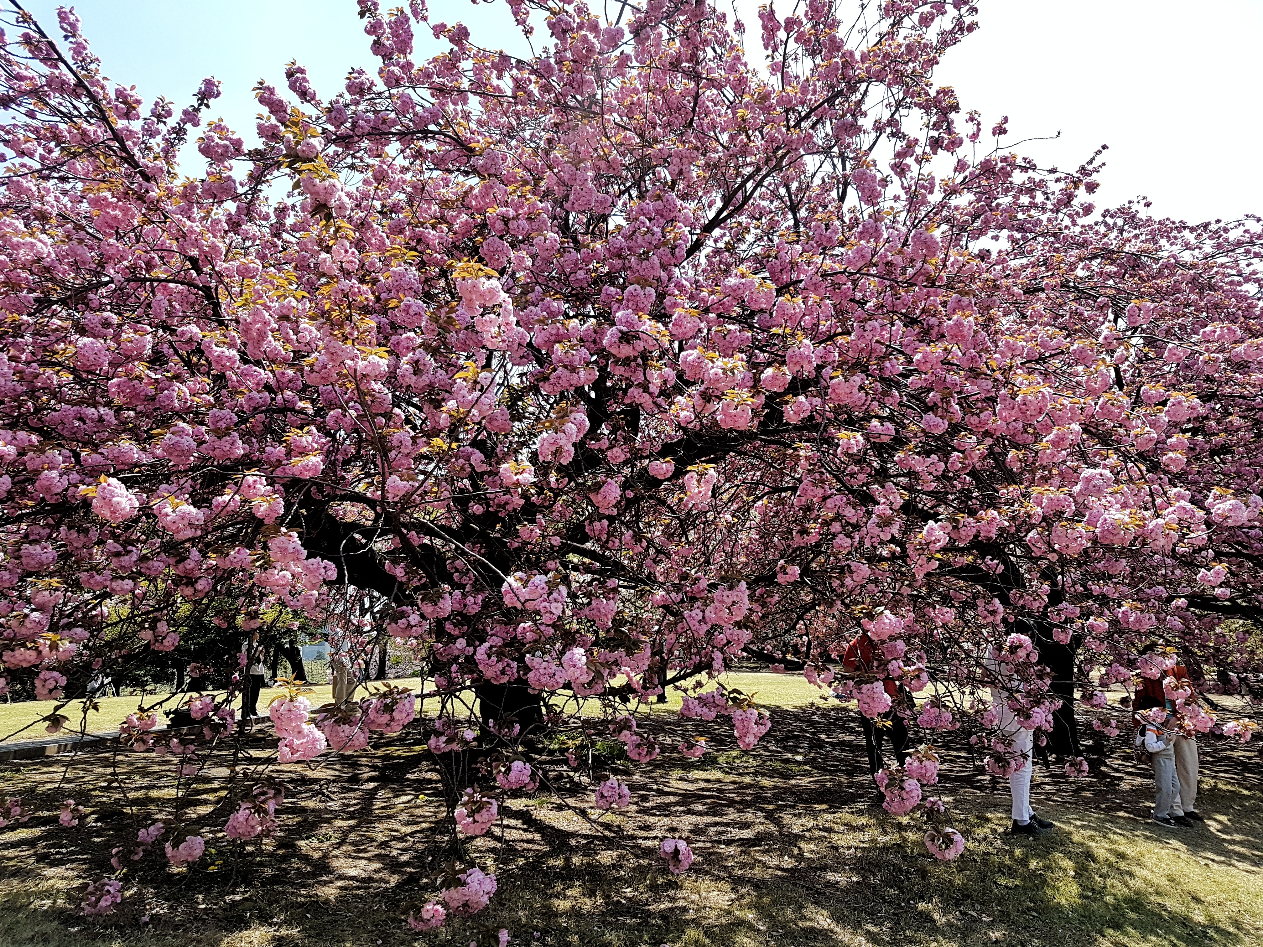 20170419_110409-01[1]
