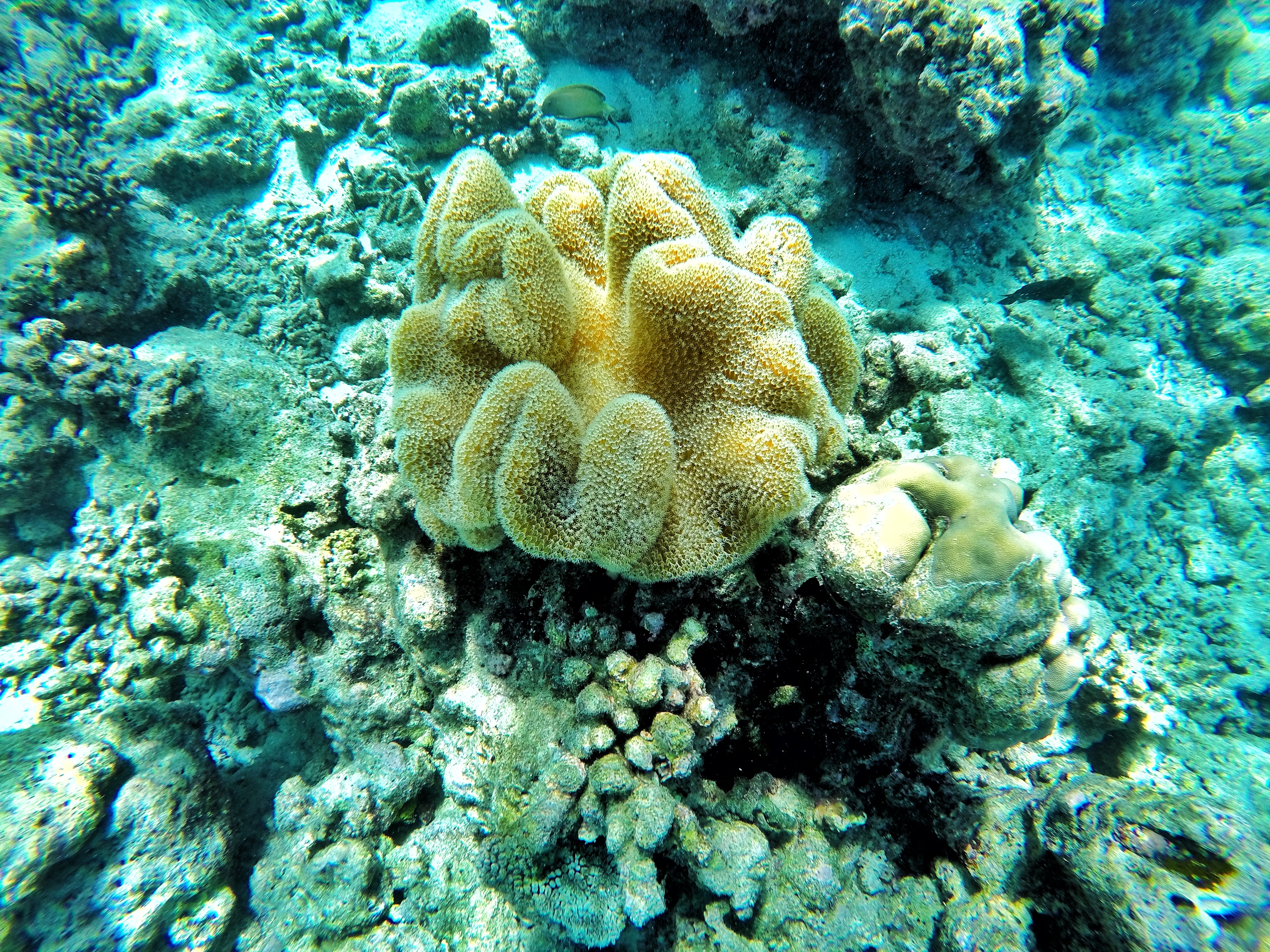DCIM100GOPROGOPR6919.